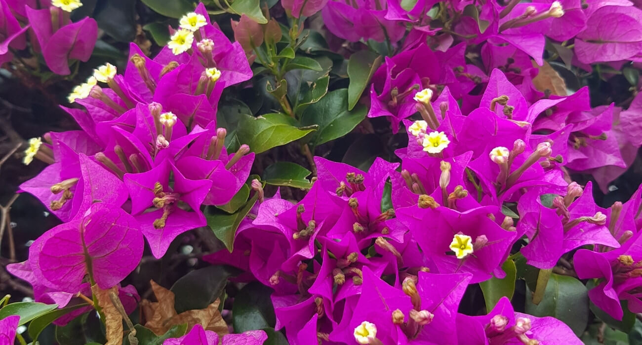 Bougainvillea spectabilis