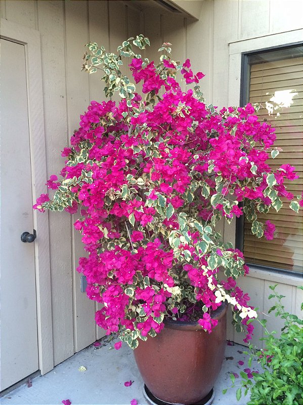 Bougainvillea spectabilis