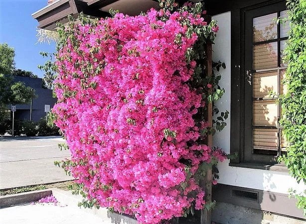 Primavera arbustiva