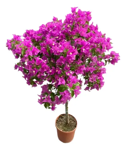 Primavera trepadeira