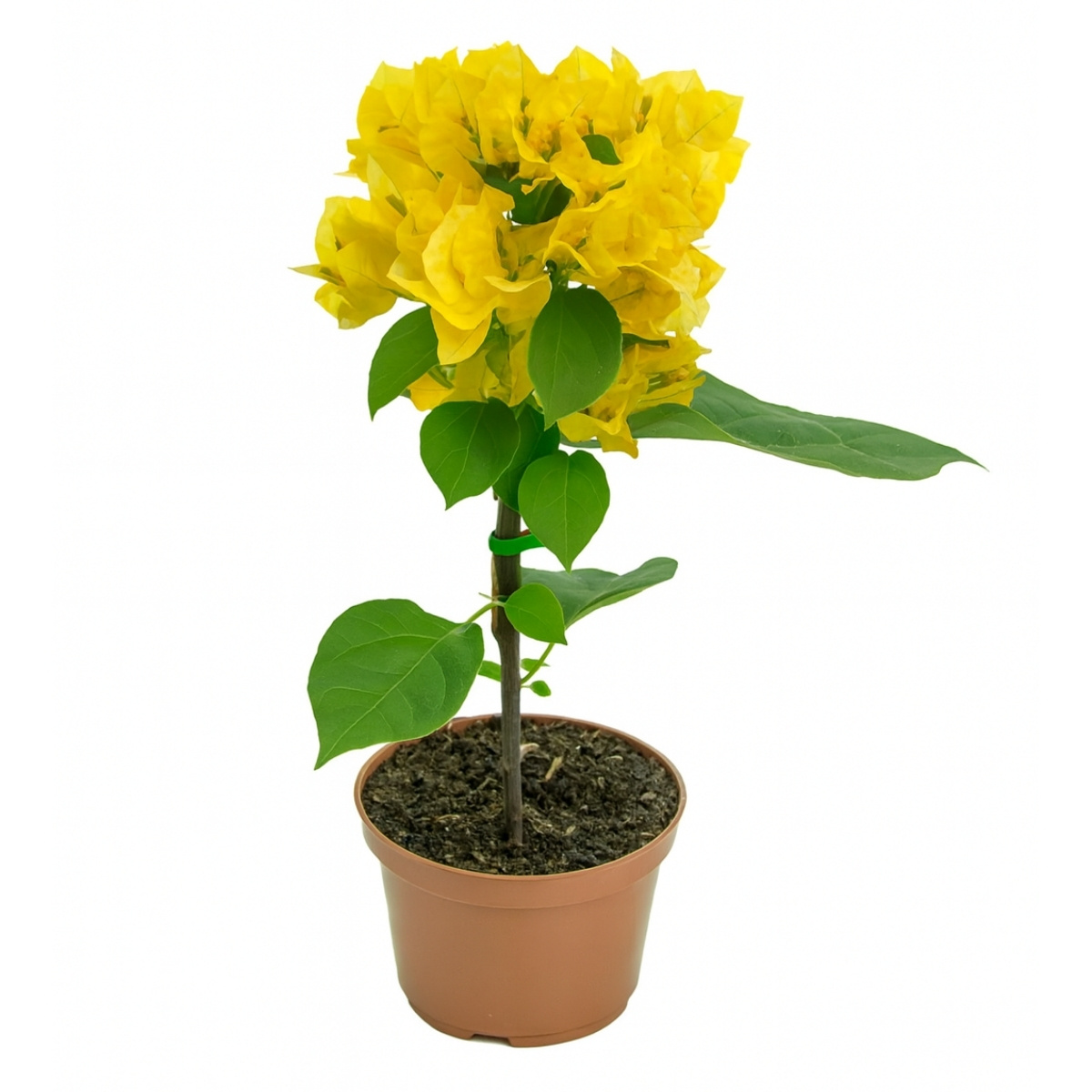 Flor de papel