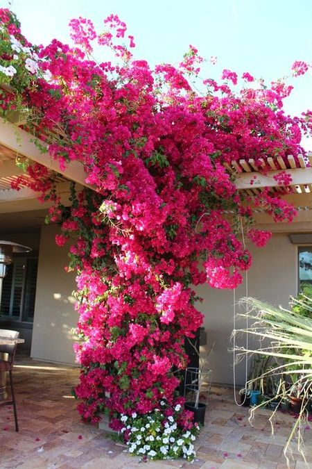 Bougainvillea glabra