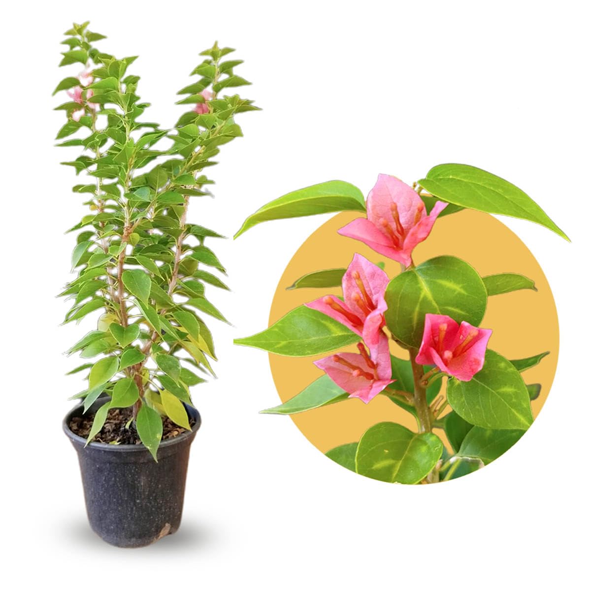 Bougainvillea spectabilis