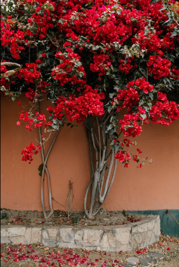 Primavera arbustiva