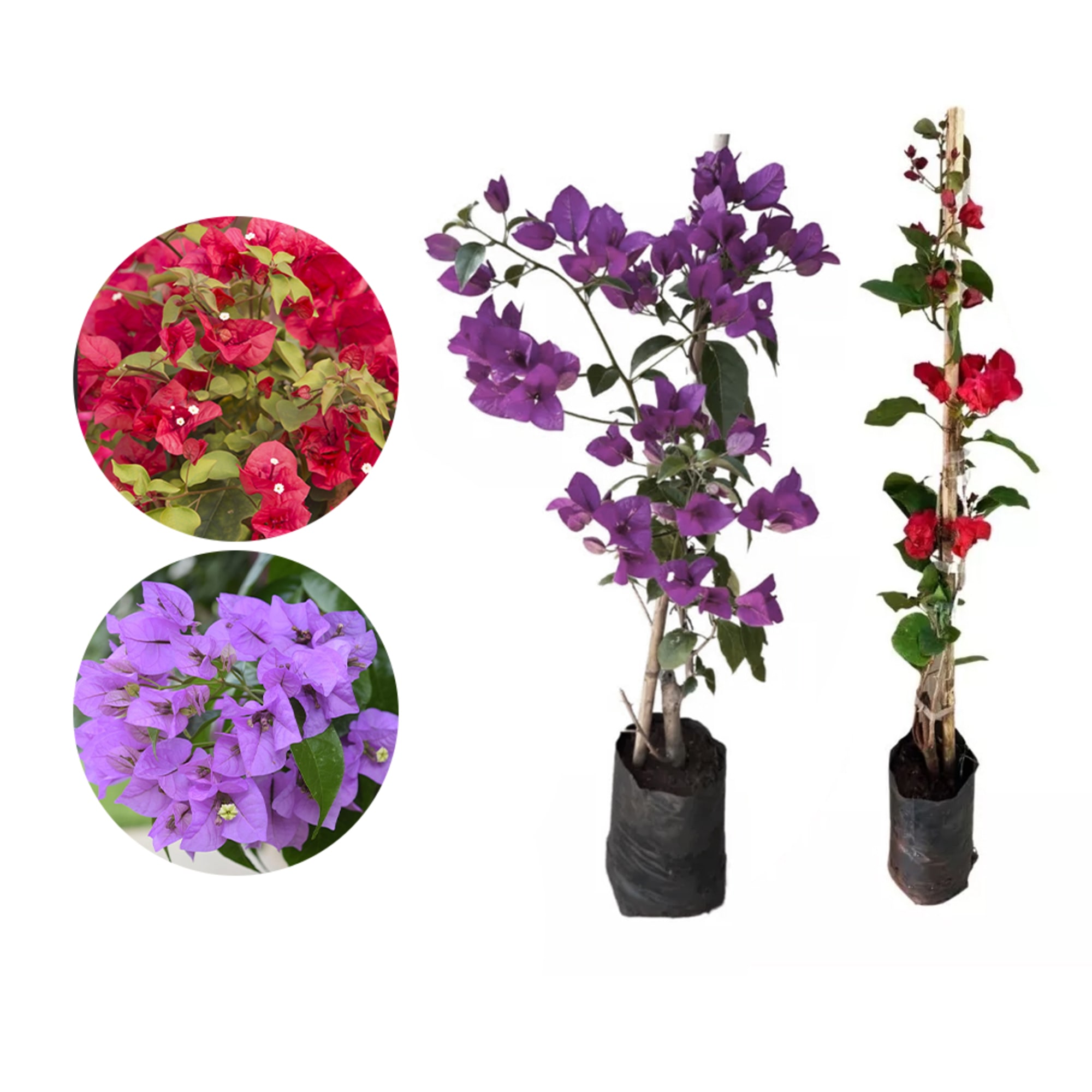 Primavera arbustiva