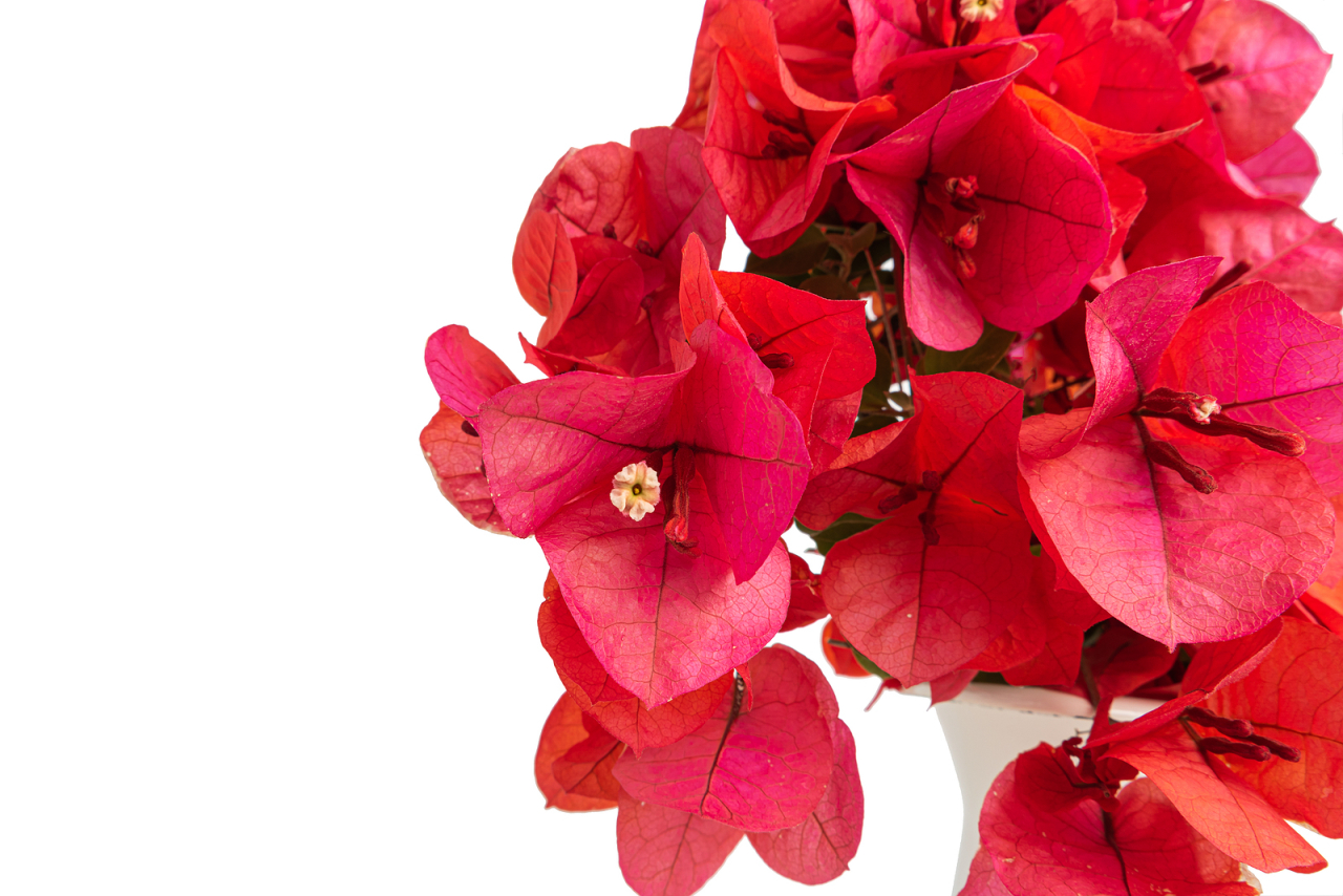 Flor de papel
