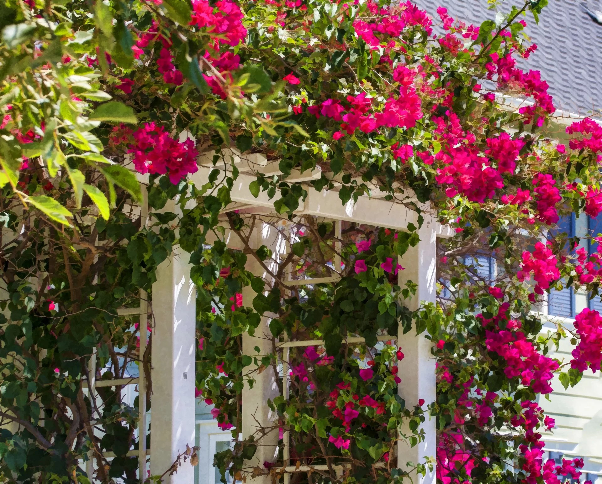 Primavera trepadeira