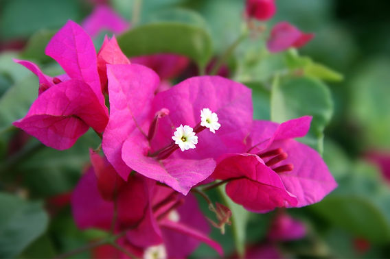 Flor de papel