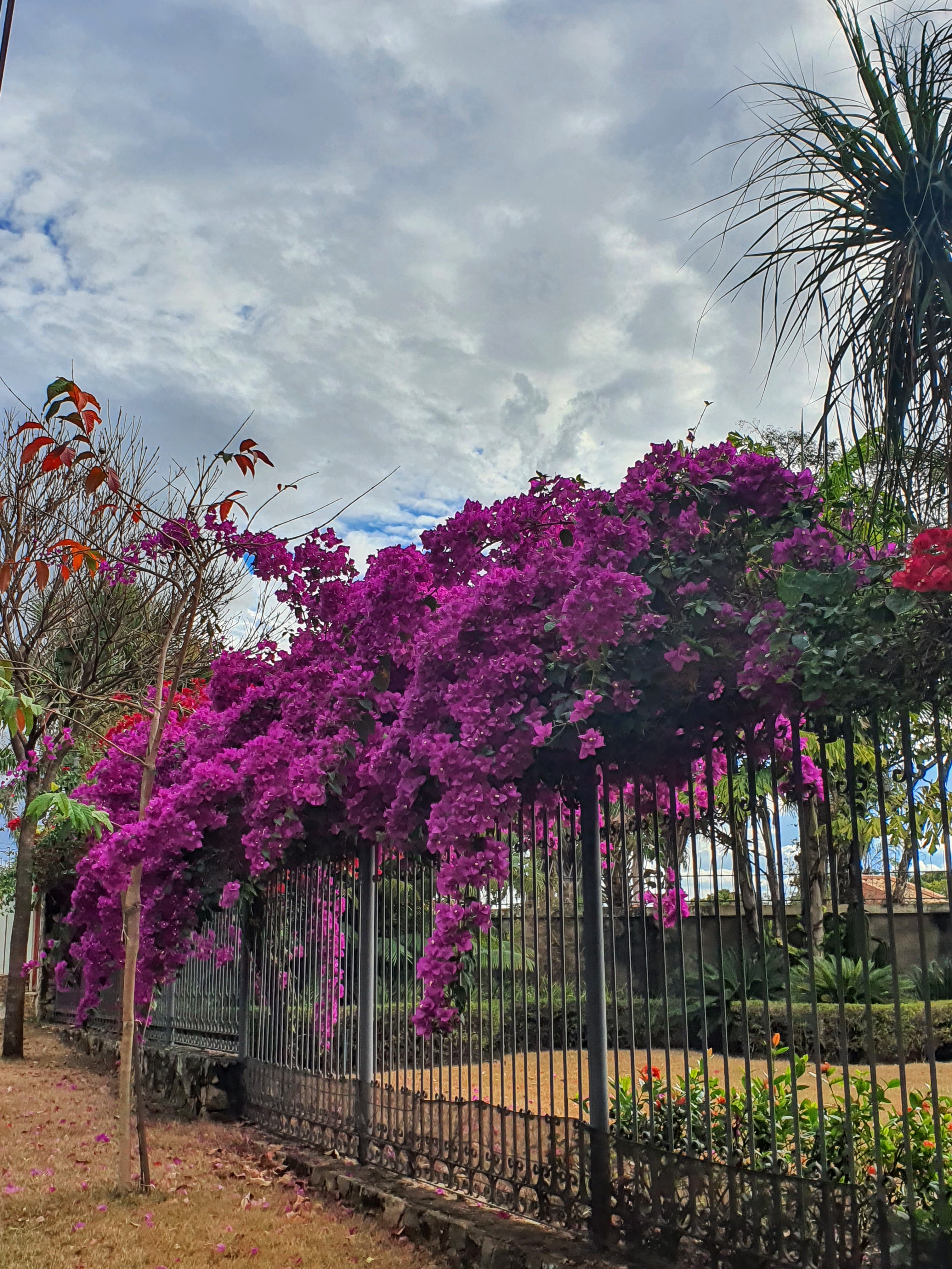 Bougainvillea glabra