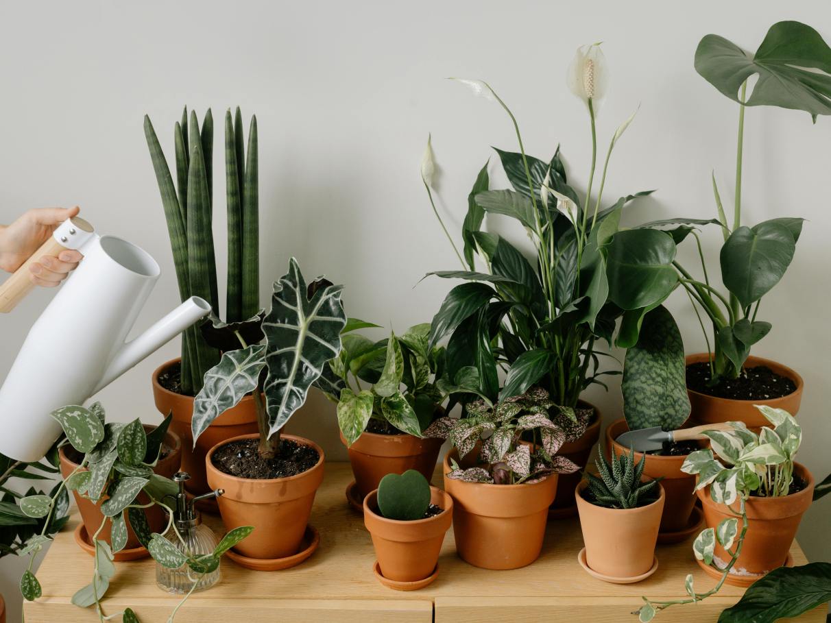 quanto precisa de luz para uma planta suculenta