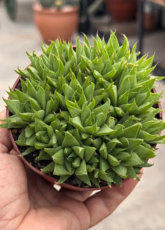 Adaptação Gradual de Suculentas: Evite Queimaduras e Estresse