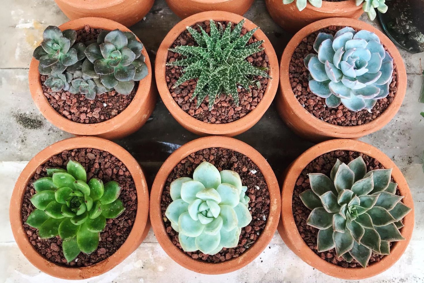 Como Identificar e Tratar o Estiolamento em Suas Suculentas