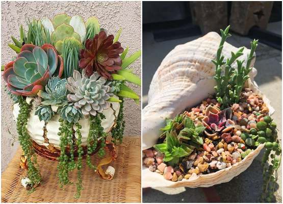 Guia Completo de Iluminação Artificial para Suculentas: Grow Lights e LEDs