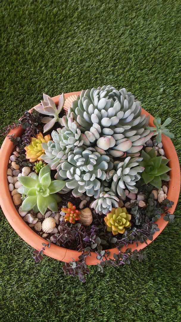 quanto precisa de luz para uma planta suculenta