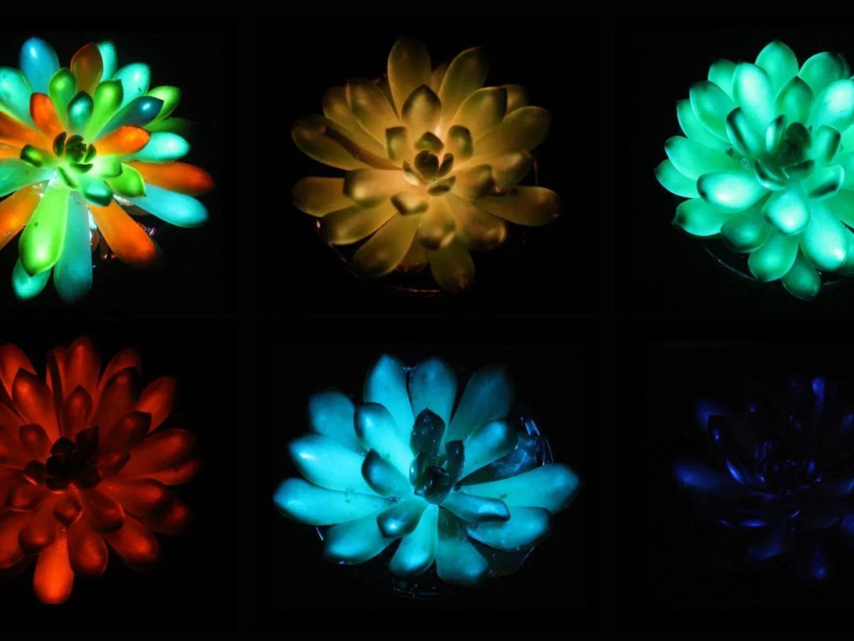 Guia Completo de Iluminação Artificial para Suculentas: Grow Lights e LEDs