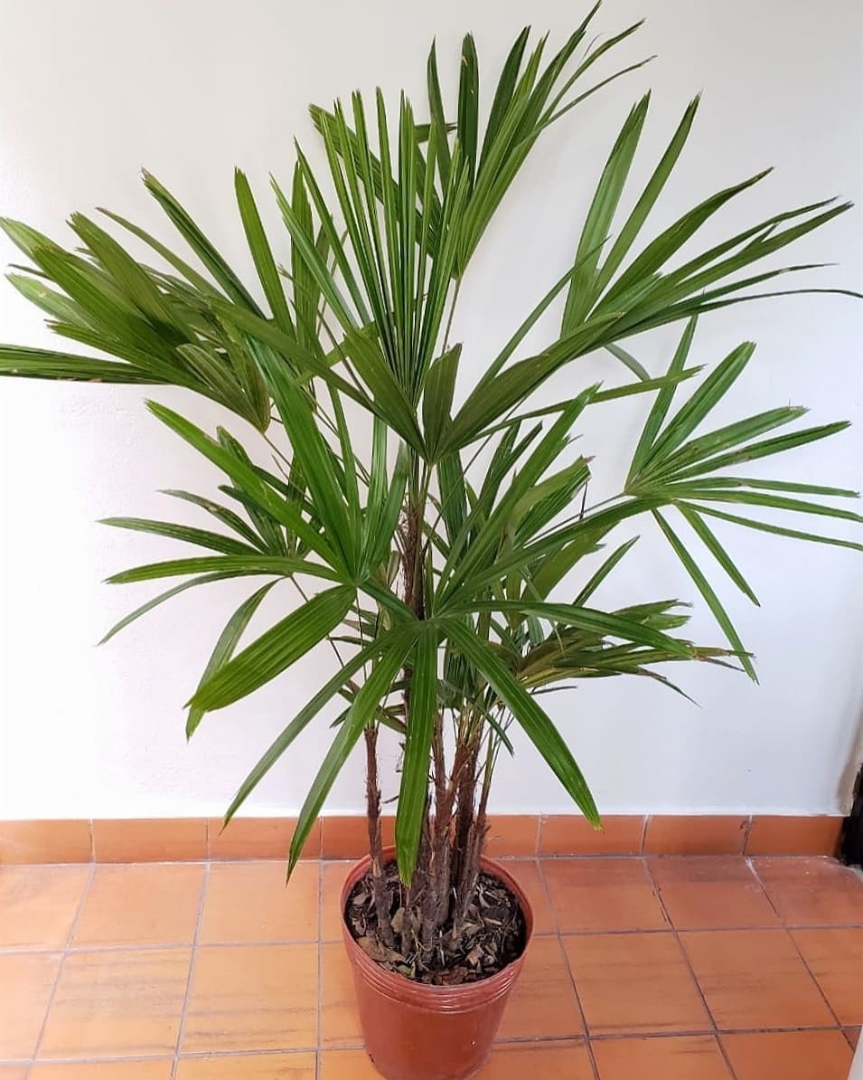 Palmeira Ráfia
