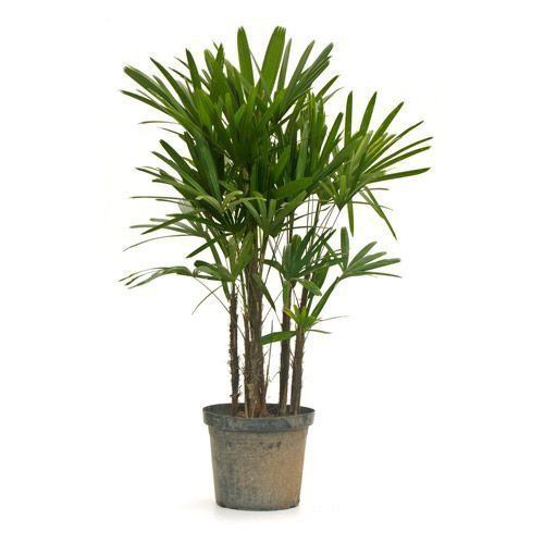 Rhapis excelsa