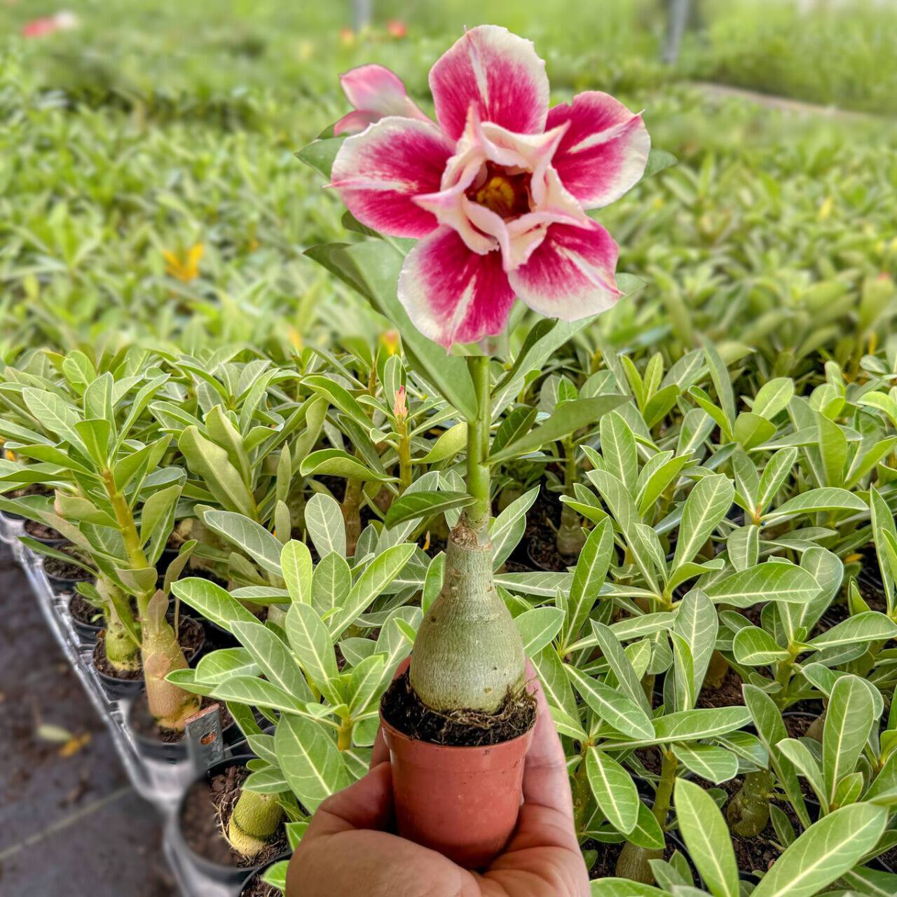 Rosa do Deserto floração