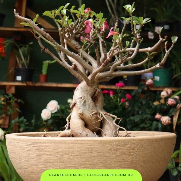 rosa do deserto como cuidar