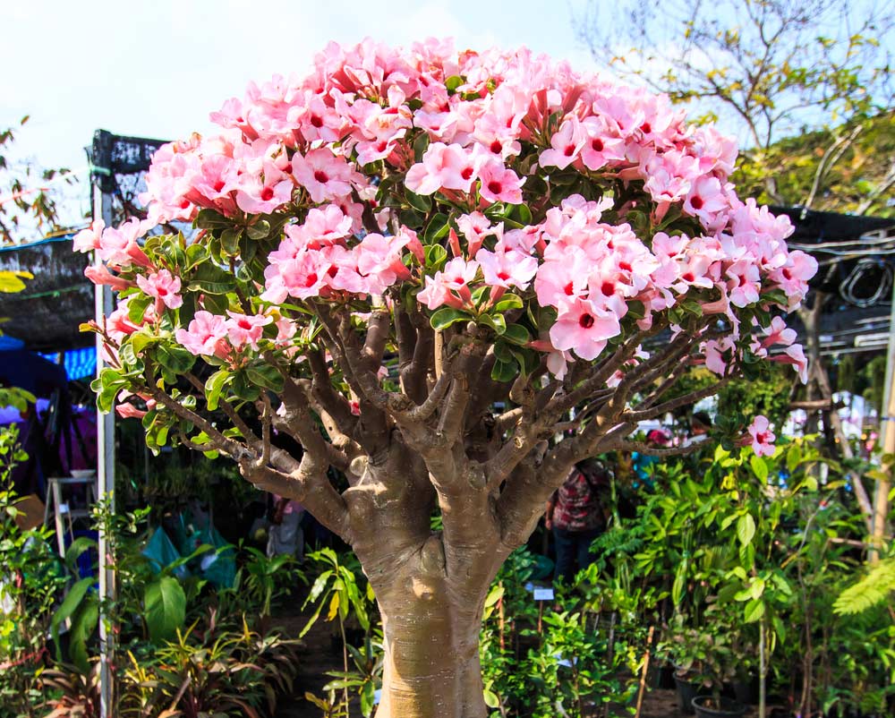 rosa do deserto sombra