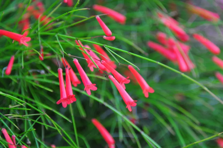 ideias de paisagismo com russelia planta cascata