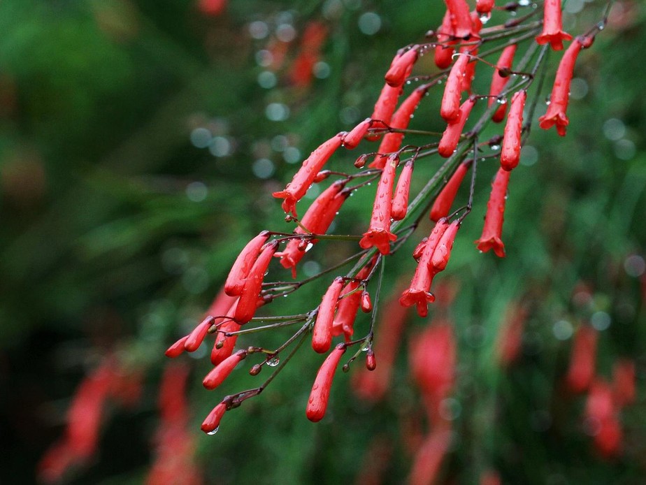 erros comuns ao cuidar de flor de coral