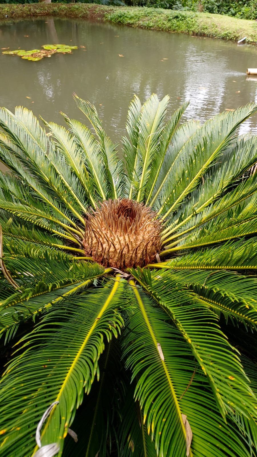 sagu de jardim preço