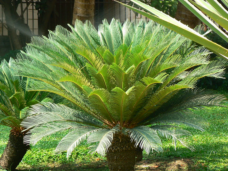 cica planta