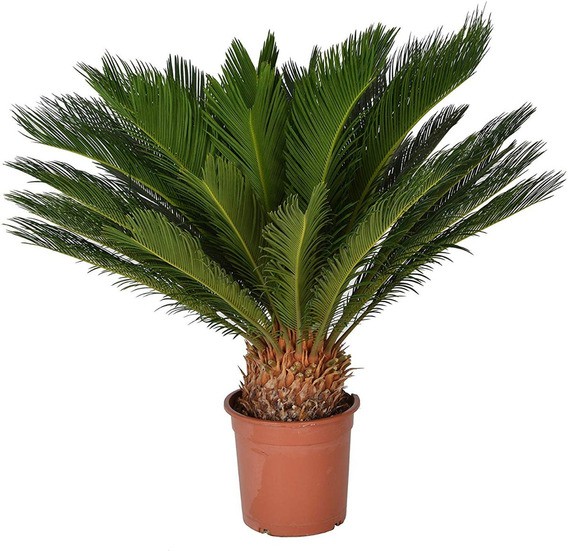 cycas revoluta cuidados