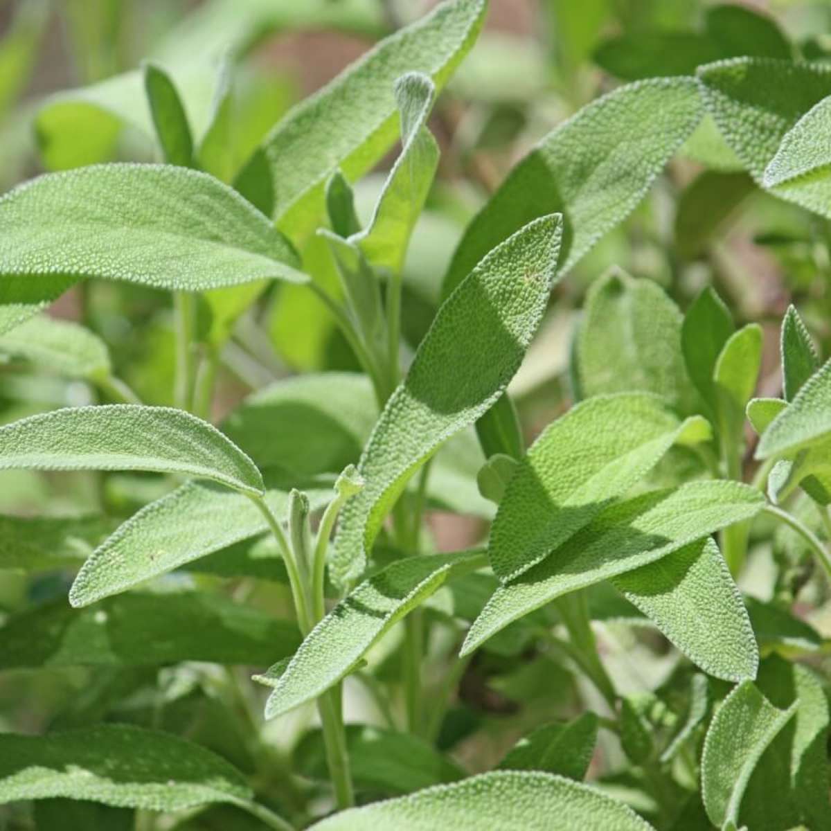 como plantar sálvia