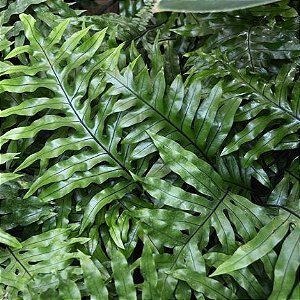 samambaia jamaica ideias de decoração