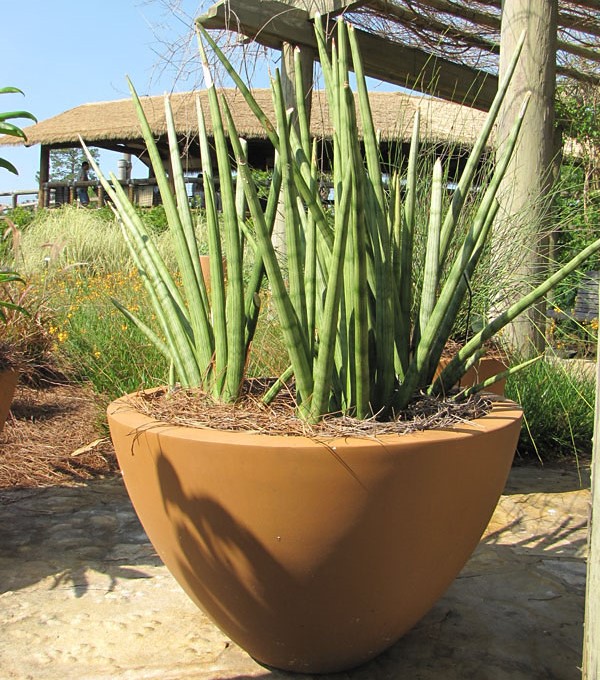 Lança Africana