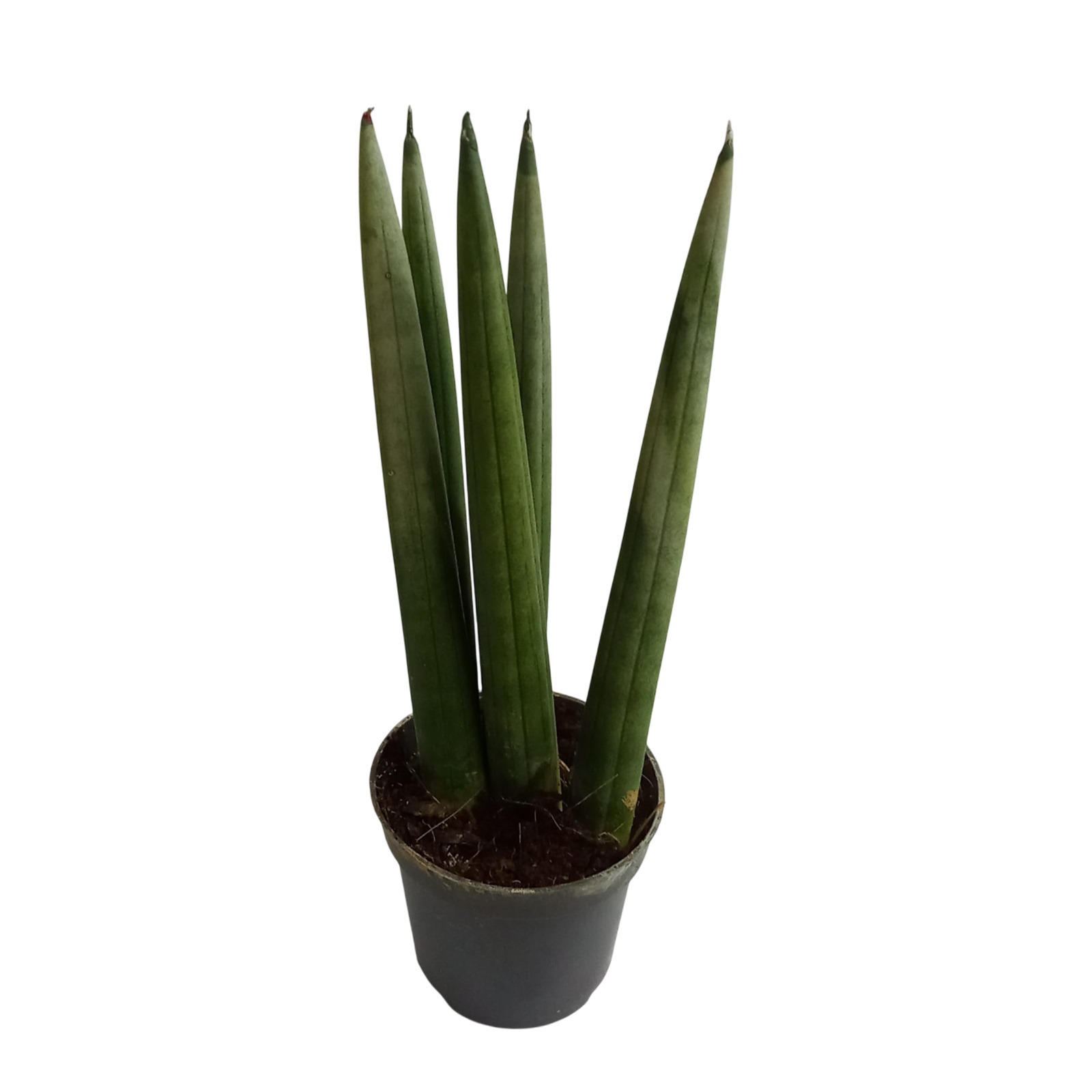 Sansevieria Cylindrica Reta