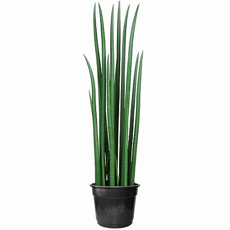 Sansevieria Cylindrica Trançada