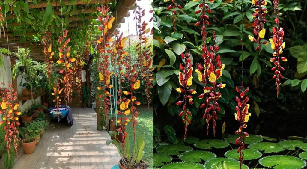 melhores trepadeiras para jardim vertical