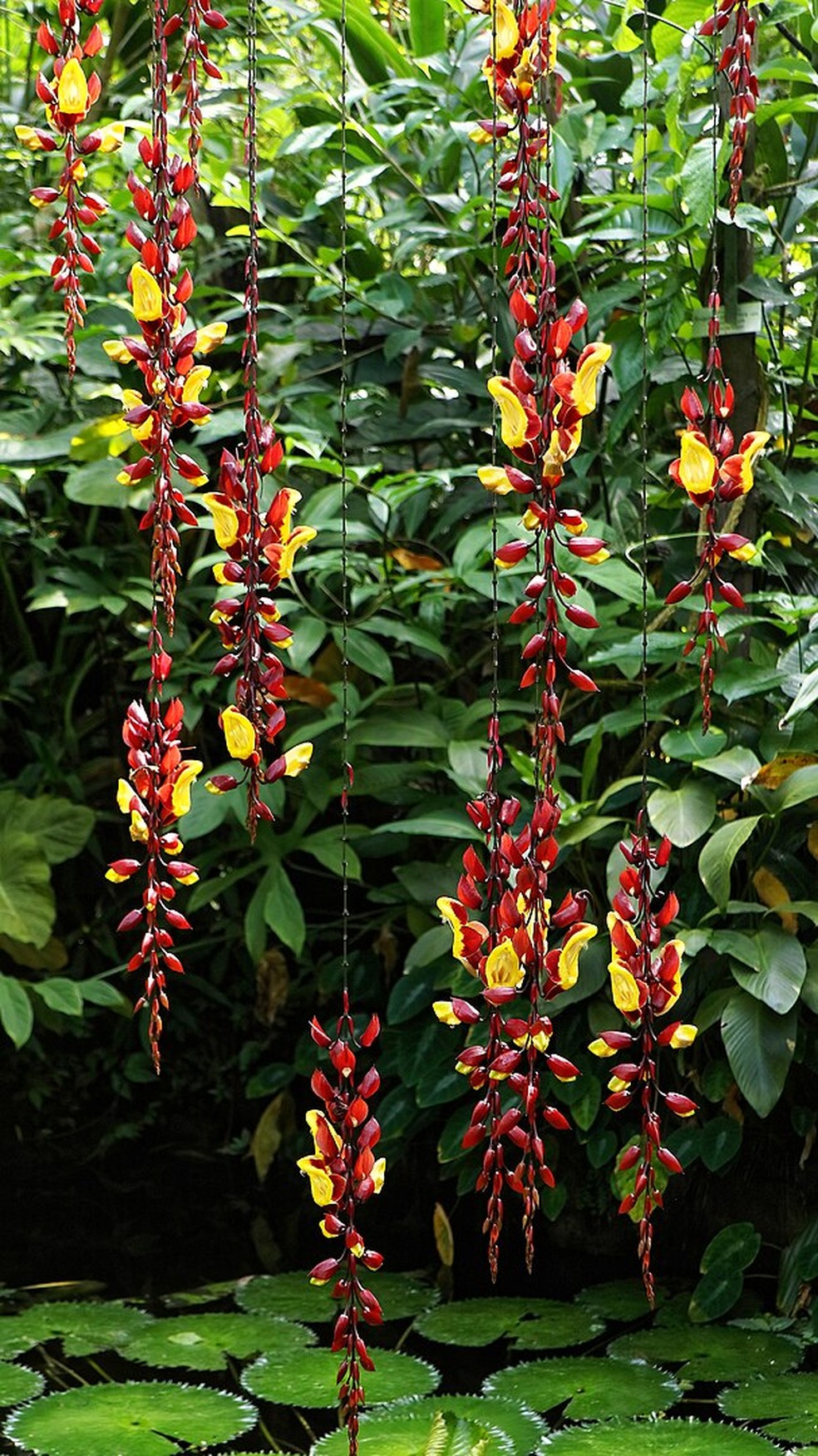 preço muda de sapatinho de judia