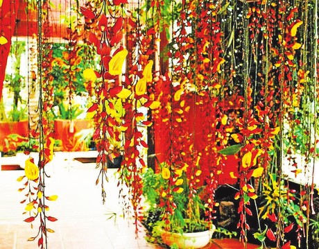 como fazer a sapatinho de judia florir mais