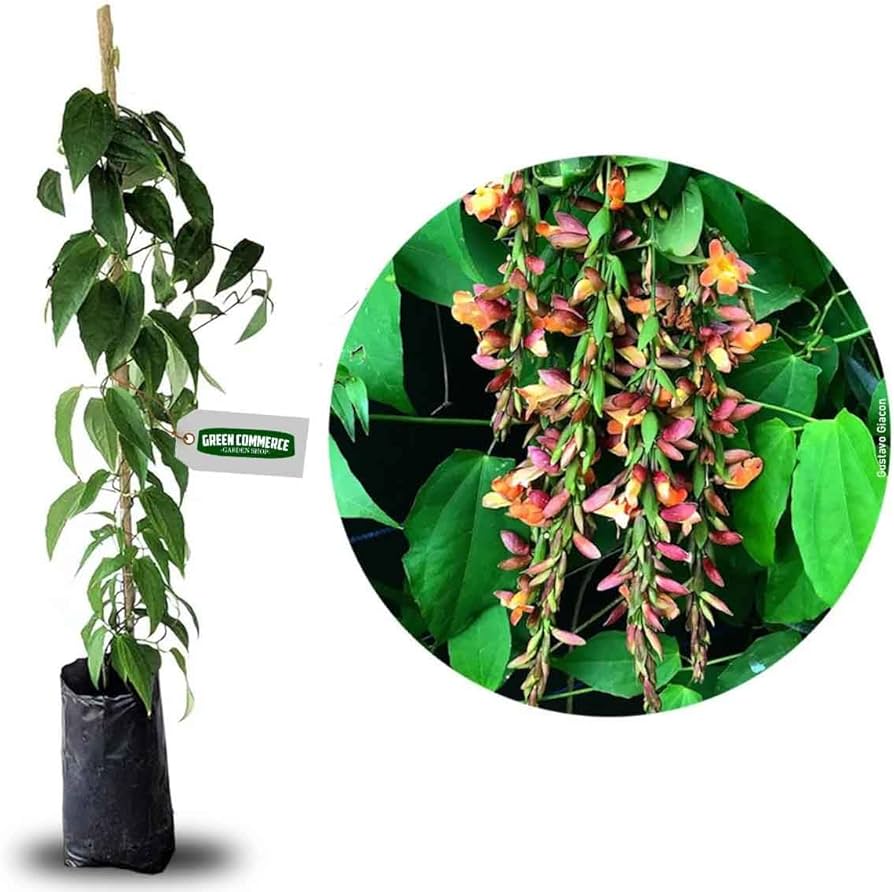 melhores trepadeiras para jardim vertical