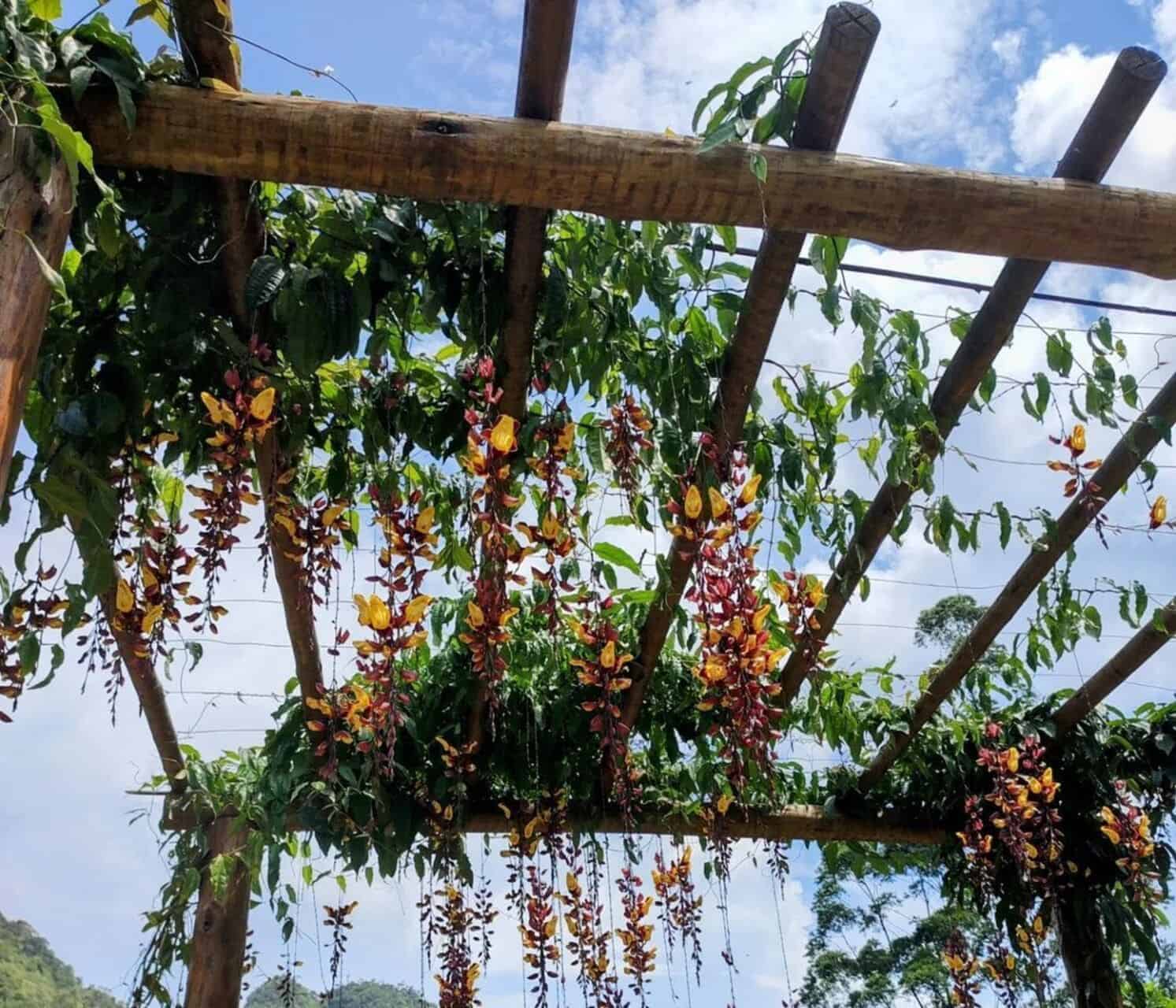 sapatinho de judia vs jasmim estrela