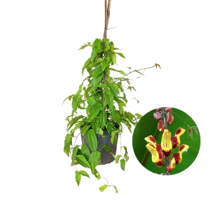 preço muda de sapatinho de judia