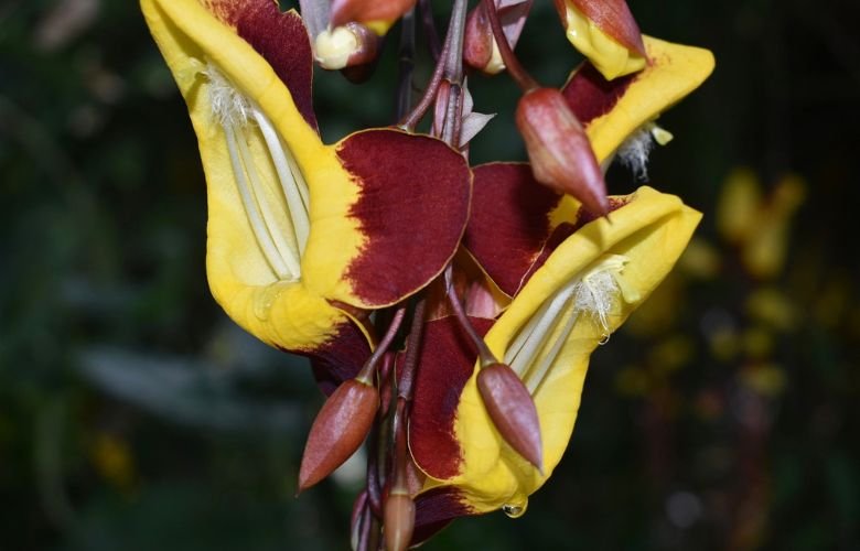 como fazer a sapatinho de judia florir mais