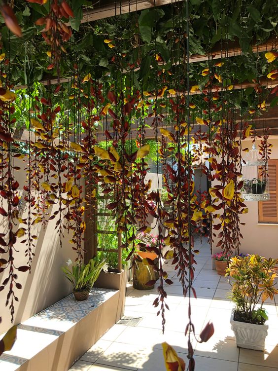 melhores trepadeiras para jardim vertical