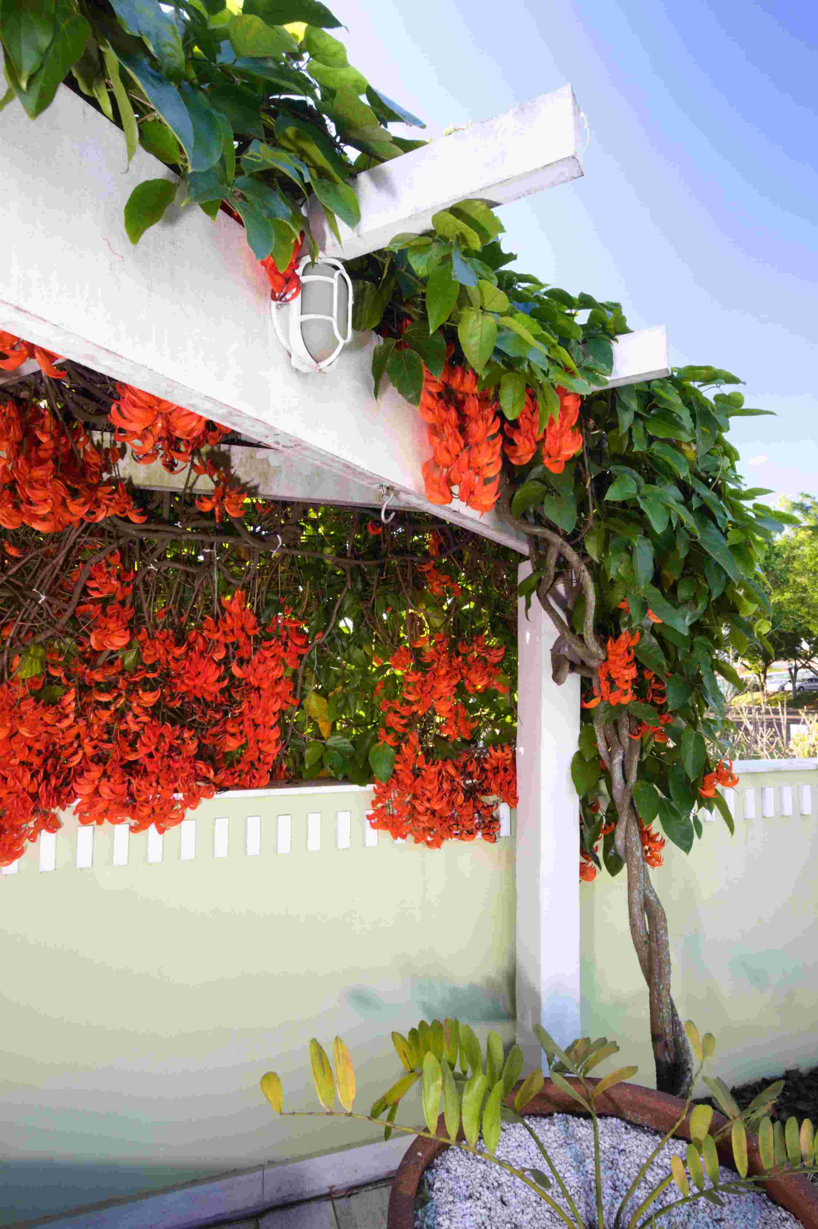 sapatinho de judia vs jasmim estrela