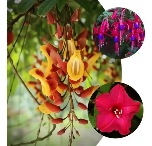 preço muda de sapatinho de judia