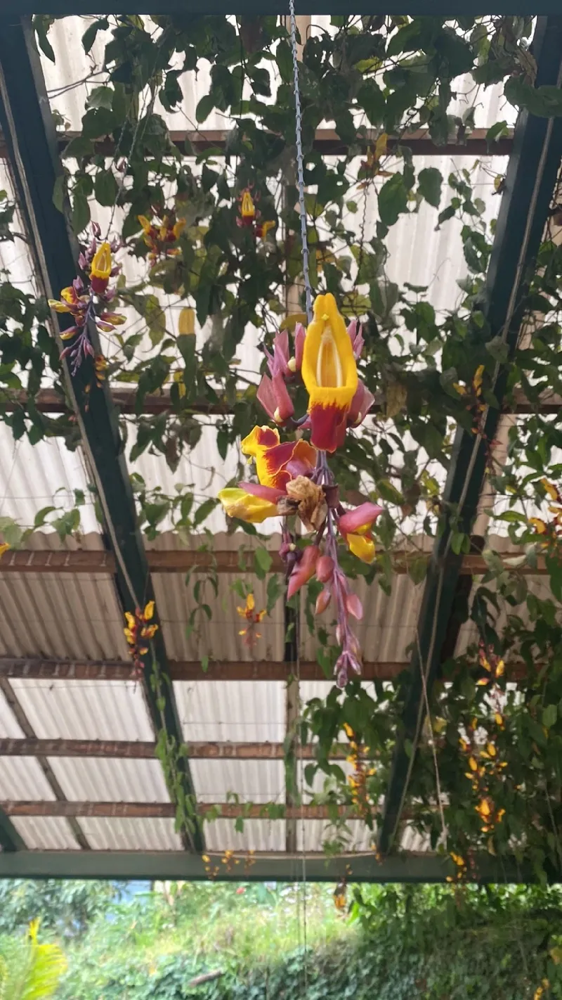 como fazer a sapatinho de judia florir mais