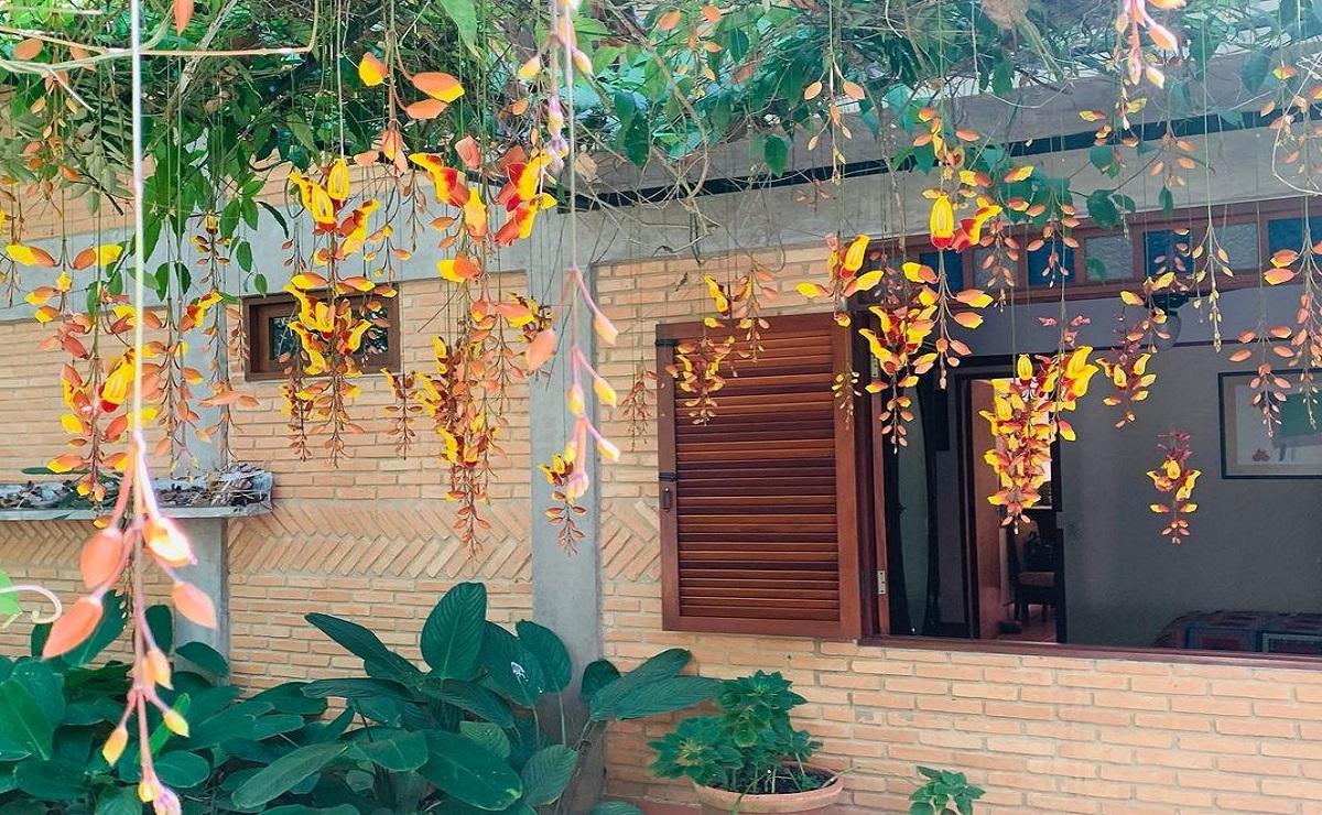 melhores trepadeiras para jardim vertical