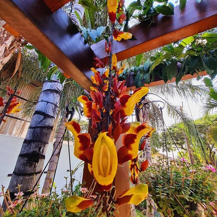 sapatinho de judia vs jasmim estrela