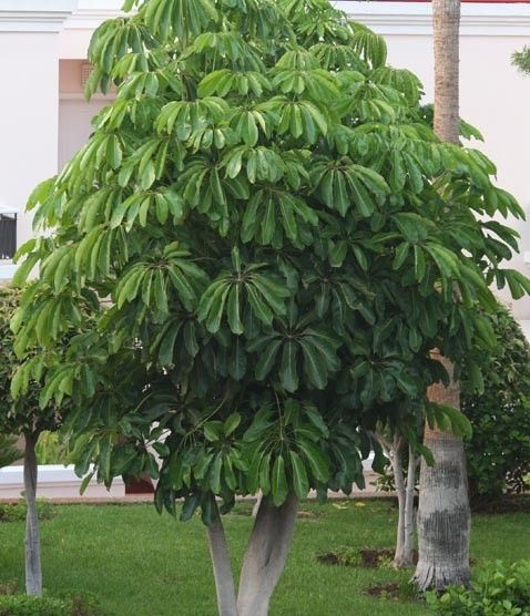 cheflera para jardim