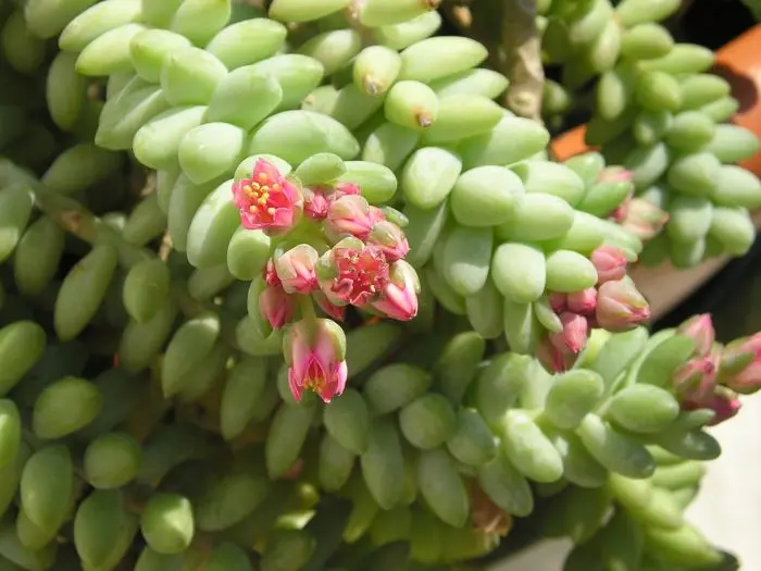 Sedum morganianum cuidados