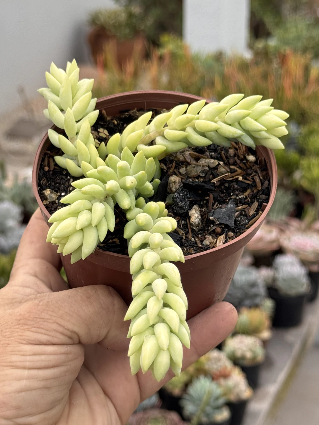 Como propagar Sedum morganianum